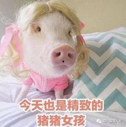 肥猪猪娱乐吃瓜酱